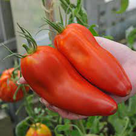 Jersey Devil, Tomato Seeds - Packet image number null